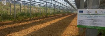 Sono iniziati i lavori di preparazione in serra per l’impianto delle piantine di Aloe Vera